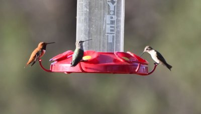 Male Rufous Hummingbird on the left
