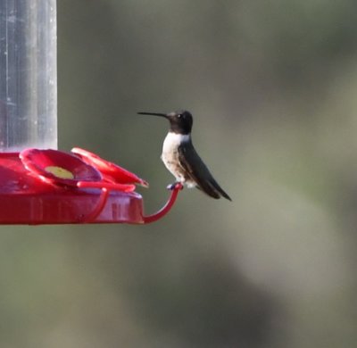 Male Black-chinned Hummingbird