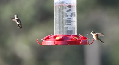 DSC_9822b.jpg