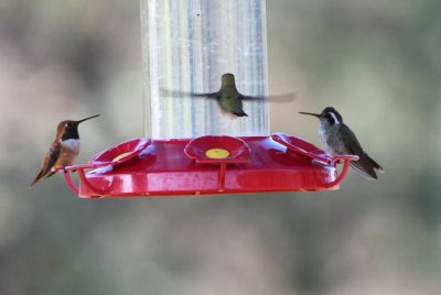 DSC_9853b.jpg