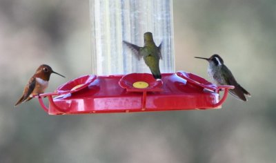 DSC_9854b.jpg