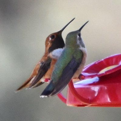 Is this a juvenile White-eared Hummingbird in front of the adult male Rufous Hummingbird?