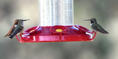 Looks like the same hummingbird on the left, which looks less like a White-eared in this photo. The bird on the right looks like an adult Broad-tailed Hummingbird male.