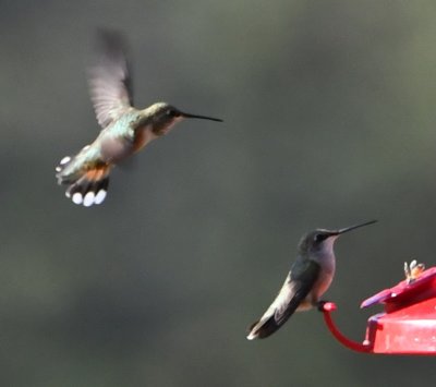 Is that a female Rufous Hummingbird or Broad-tailed Hummingbird in the upper left? And what is that with the bright white chin and throat on the right?