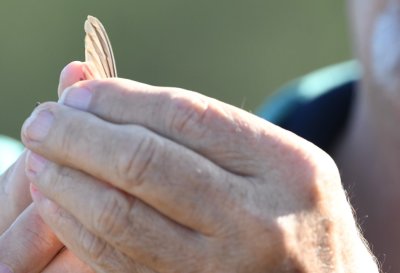 Examining a wing feather