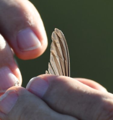Hummingbird wing feather