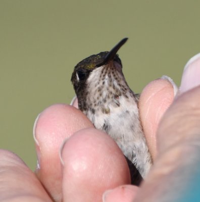 Female Ruby-throated Hummingbird