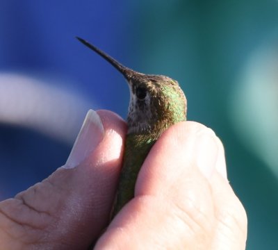 DSC_0010b.jpg