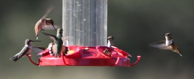 DSC_0107b.jpg