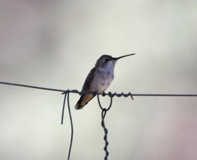 DSC_0133b.jpg