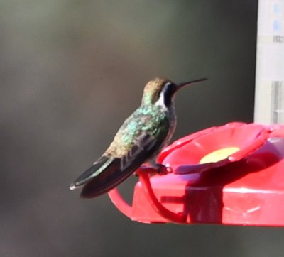 DSC_0214b.jpg
