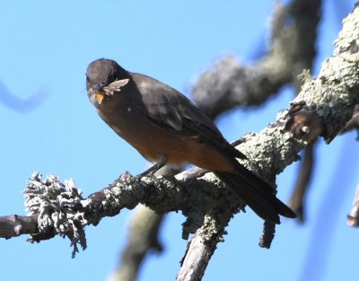 DSC_0252b.jpg