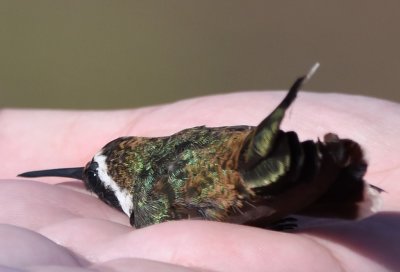 DSC_0396b.jpg