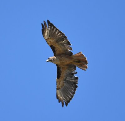 DSC_0453b.jpg