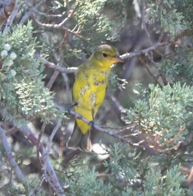 DSC_0463b.jpg