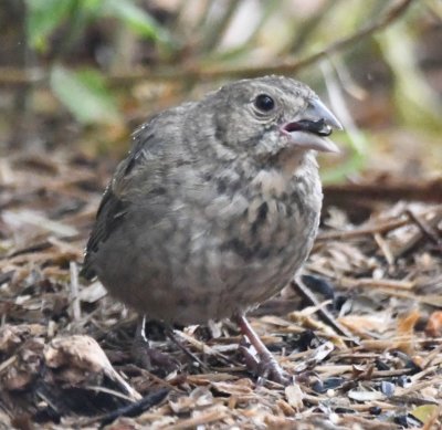 Juvenile Canyon Towhee