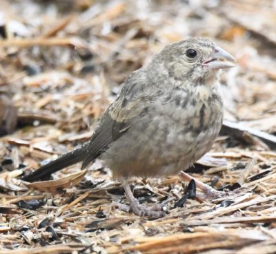 Juvenile Canyon Towhee
