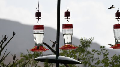 DSC_0618b.jpg