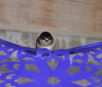 DSC_0628b.jpg