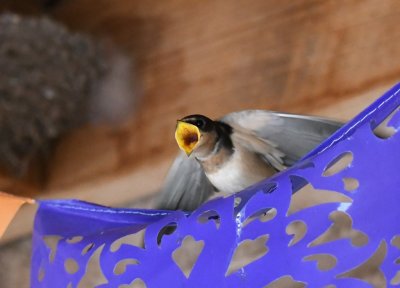 DSC_0657b.jpg