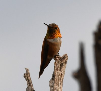 DSC_0697b.jpg