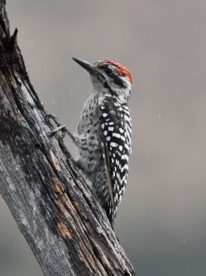 DSC_0707b.jpg
