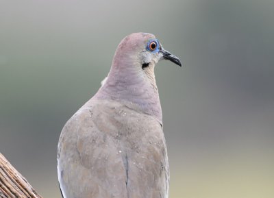 DSC_0744b.jpg