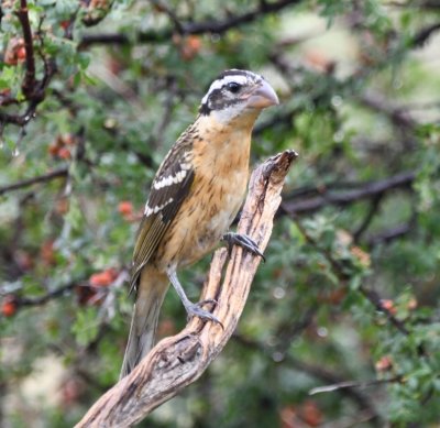 DSC_0759b.jpg