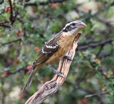 DSC_0760b.jpg