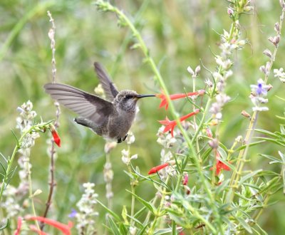 DSC_0818b.jpg