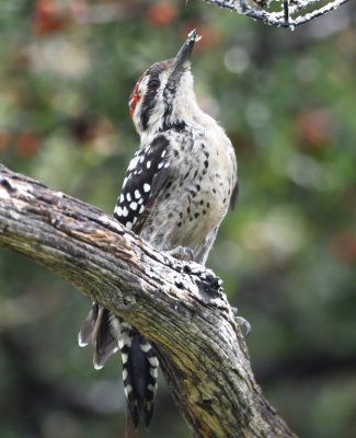 DSC_0839b.jpg