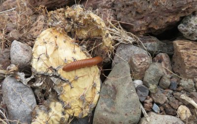 Millipede along the trail at Miller Ranch
May be  Arthropods (Arthropoda)  Myriapods (Myriapoda)  Millipedes (Diplopoda)  Spirobolida  Trigoniulidae  Trigoniulus  Rusty millipede (Trigoniulus corallinus)