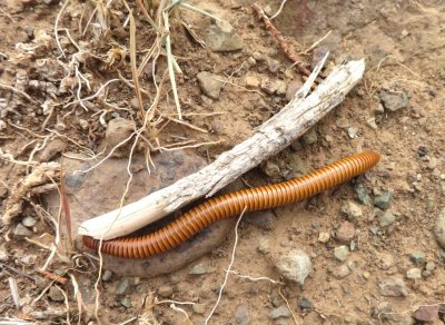 Another millipede 5-6 long
