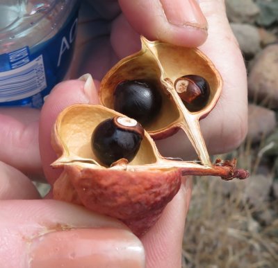 As we walked down the ravine to the cars, Donna Dittman stopped and showed Mary the seeds of the Mexican Buckeye plant that was growing along the dry, rocky creek bed.