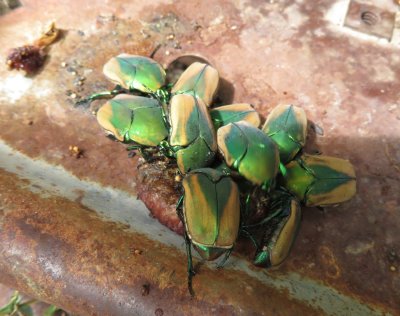 Back in the yard of the ranch house, some Green June Beetles (also known as Fig-eater Beetles--Cotinus nitida) were all over figs that had fallen from a tree in the yard.