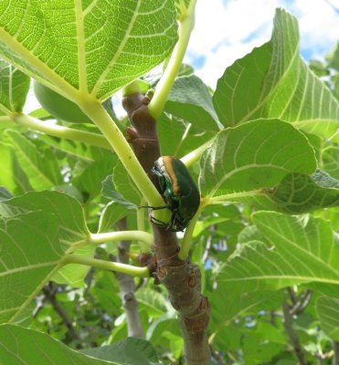 Fig tree leaves with Fig-eating Beetle