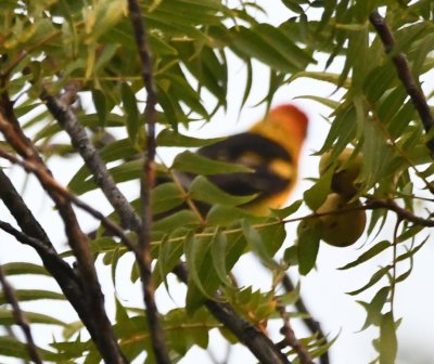 A good photo of walnut tree leaves, but a very poor photo of a male Western Tanager