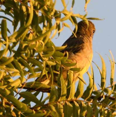 Possible female partner of Western Tanager