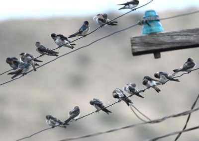 Cave Swallows on the power lines around the barnyard at Miller Ranch
