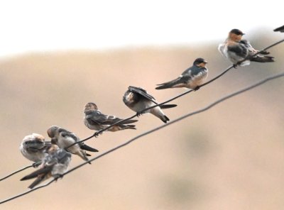 Cave Swallows and one Barn Swallow (facing right)