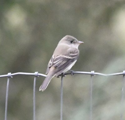 Juvenile Willow Flycatcher
