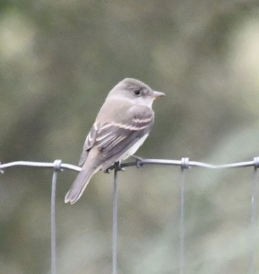 Juvenile Willow Flycatcher