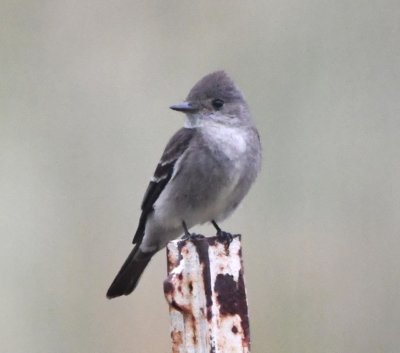 Western Wood-Pewee