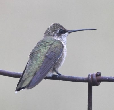Female Black-chinned Hummingbird?