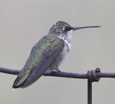 Female Black-chinned Hummingbird