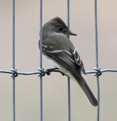 Willow Flycatcher