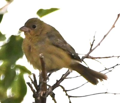 Female or immature male Painted Bunting