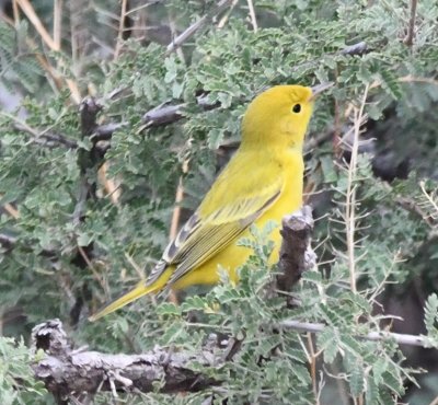 This Yellow Warbler was moving along low in the bushes near the house at Miller Ranch.