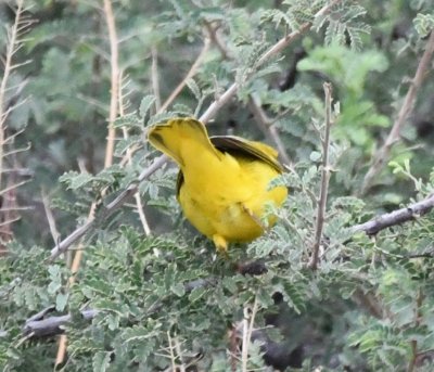 Yellow undertail coverts of Yellow Warbler