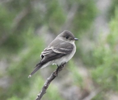 Western Wood-Pewee